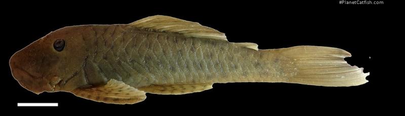 Chaetostoma milesi