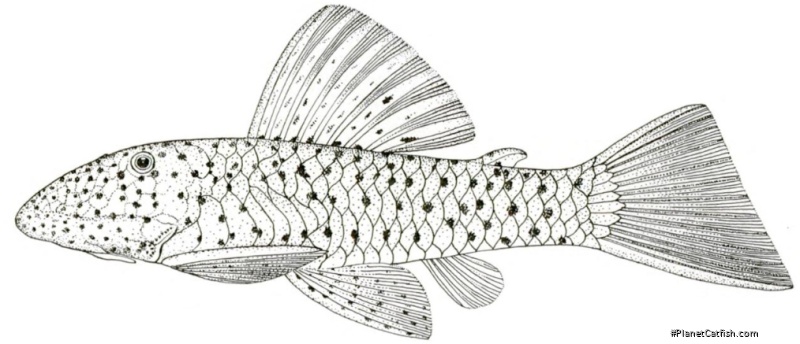 Chaetostoma milesi