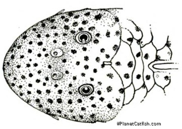 Chaetostoma milesi