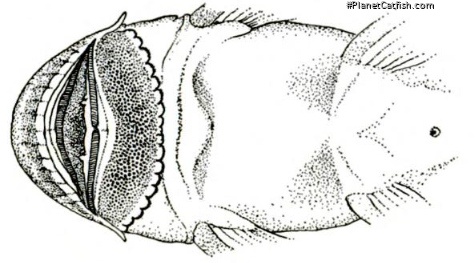 Chaetostoma milesi