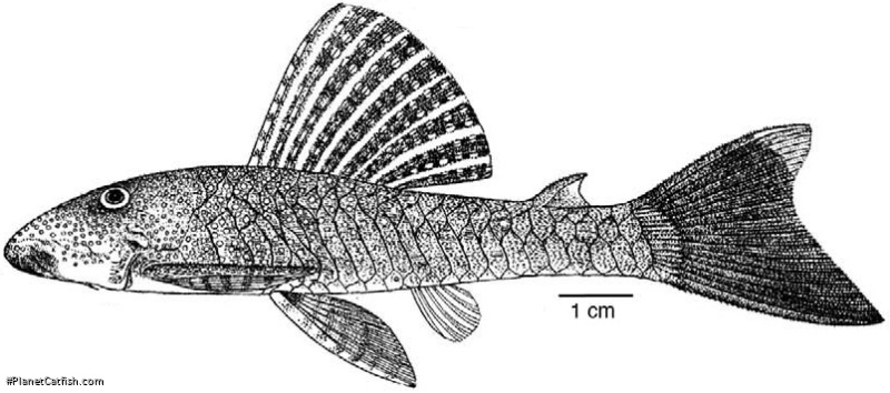 Chaetostoma niveum