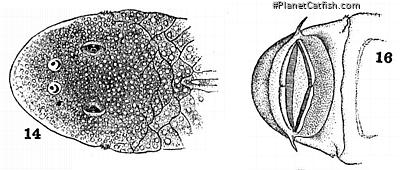 Chaetostoma niveum