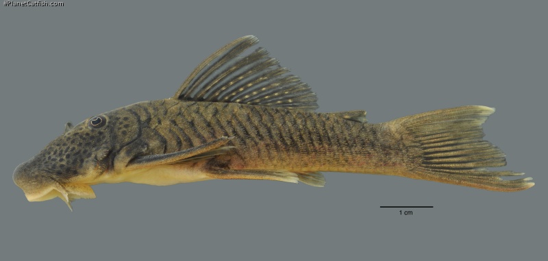 Chaetostoma orientale