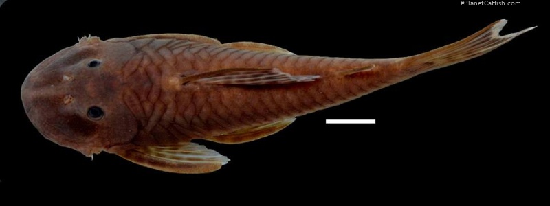 Chaetostoma patiae