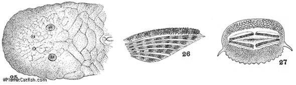Chaetostoma patiae