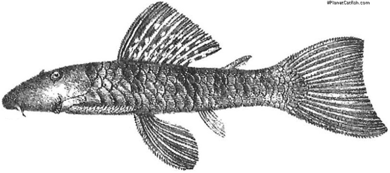 Chaetostoma paucispinis