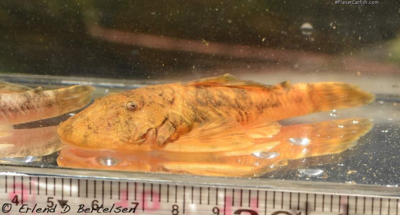 Chaetostoma platyrhynchus