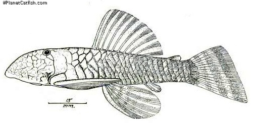Chaetostoma platyrhynchus