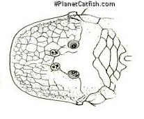 Chaetostoma platyrhynchus