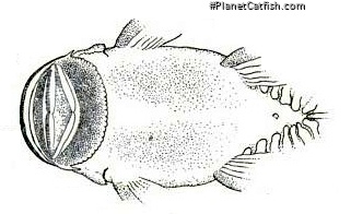 Chaetostoma platyrhynchus