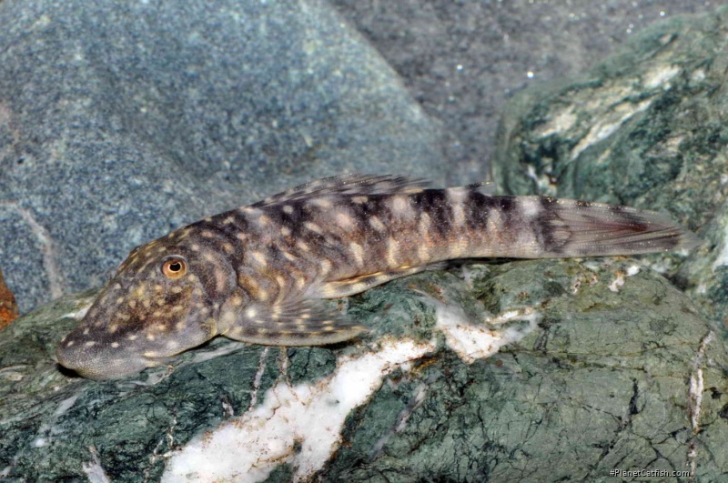 Chaetostoma sacramento