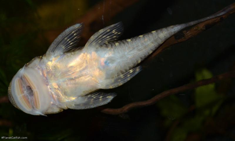 Chaetostoma sacramento