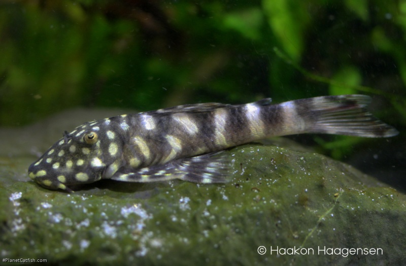 Chaetostoma sacramento