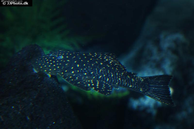 Chaetostoma sacramento