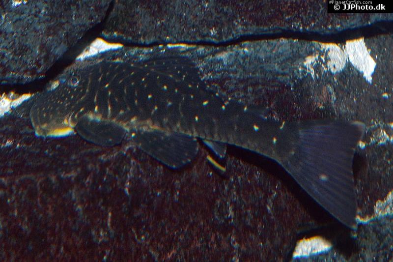 Chaetostoma sacramento