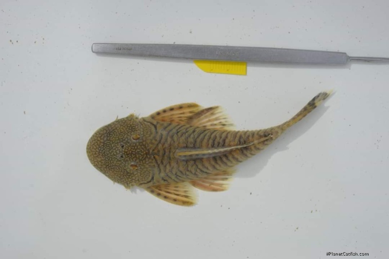 Chaetostoma sovichthys