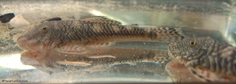 Chaetostoma sp. (6)