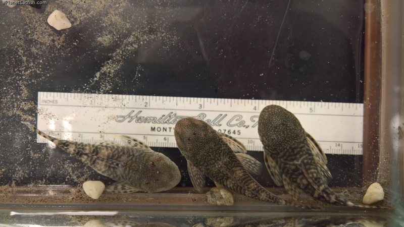 Chaetostoma sp. (6)