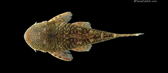 Chaetostoma thomsoni