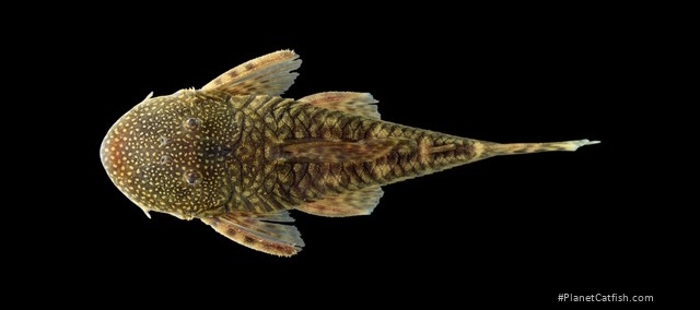 Chaetostoma thomsoni