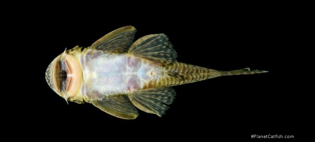 Chaetostoma thomsoni