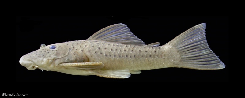 Chaetostoma trimaculineum