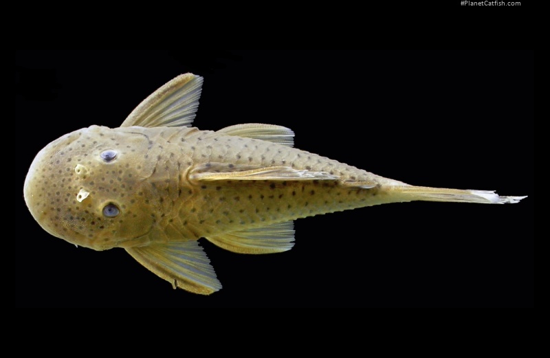 Chaetostoma trimaculineum