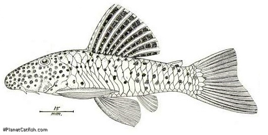 Chaetostoma vagum