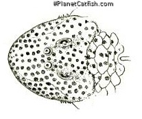 Chaetostoma vagum