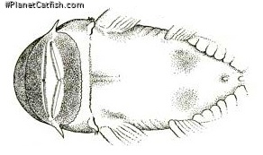 Chaetostoma vagum