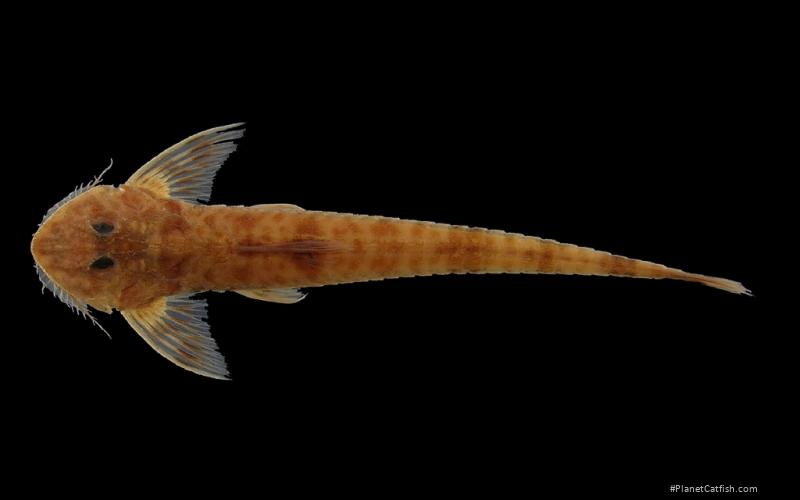 Cheilonimata minuta