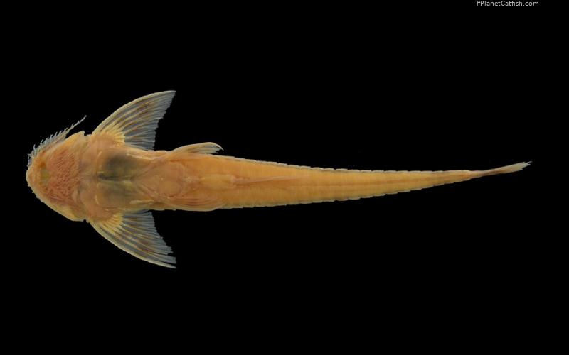 Cheilonimata minuta