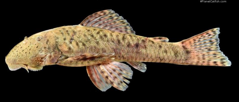 Cordylancistrus pijao