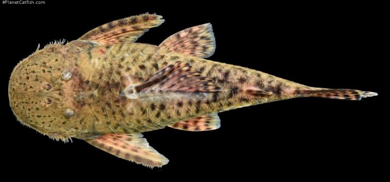 Cordylancistrus pijao