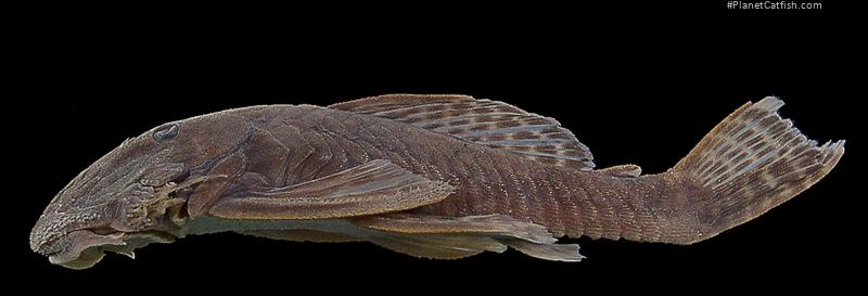 Cordylancistrus tayrona