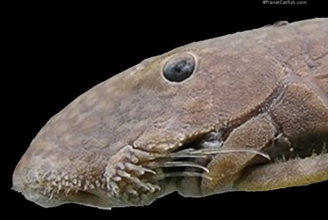 Cordylancistrus tayrona