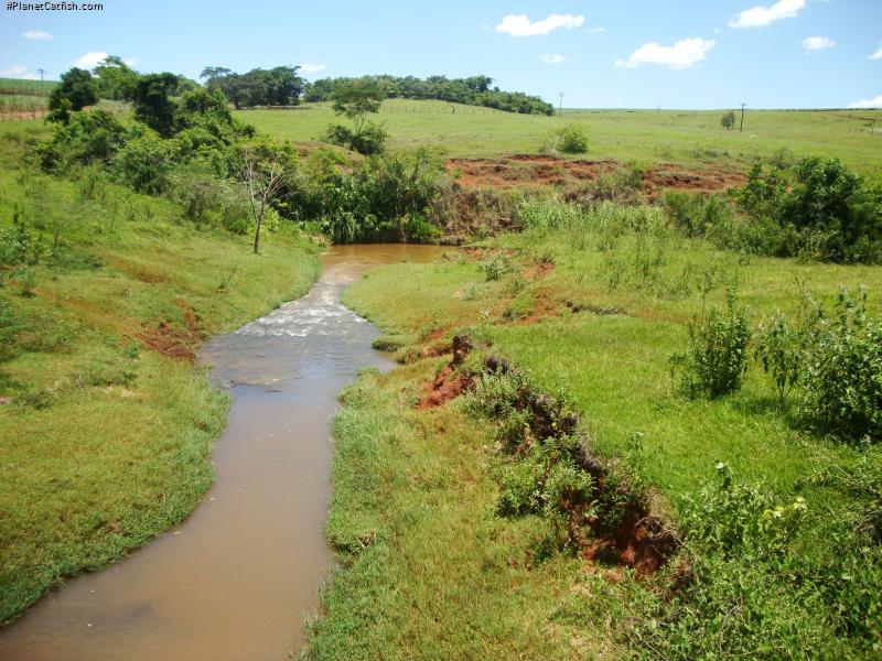 Corumbataia cuestae