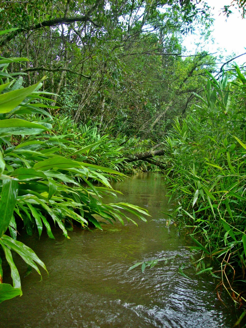 Corumbataia cuestae