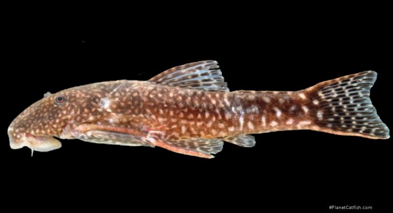 Corymbophanes ameliae