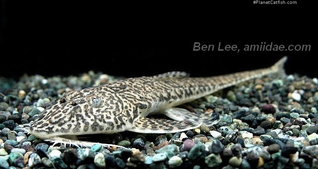 Crossoloricaria cephalaspis
