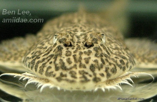 Crossoloricaria cephalaspis