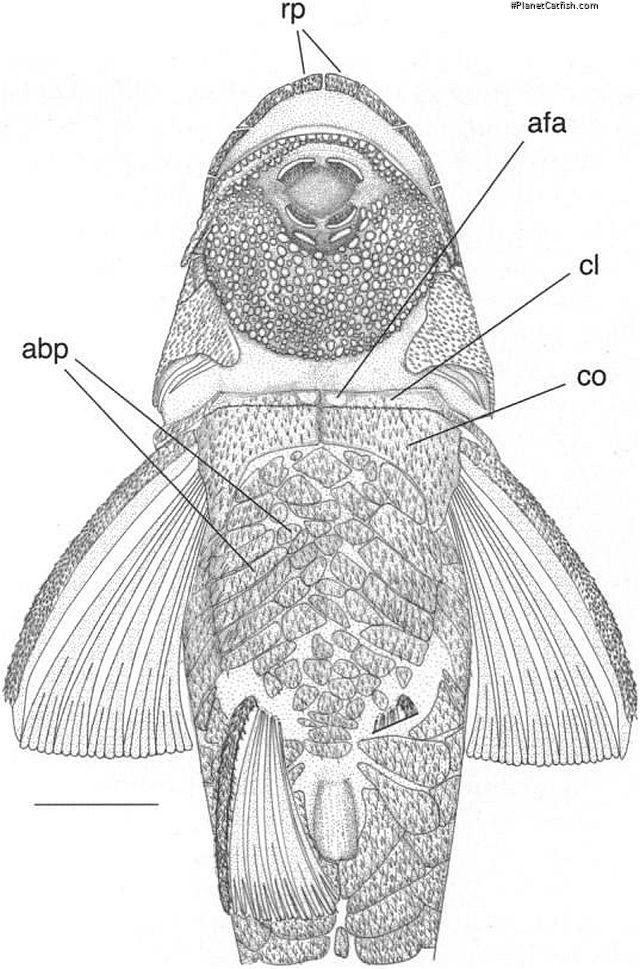 Curculionichthys insperatus