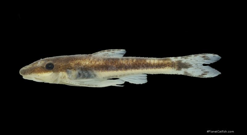 Curculionichthys itaim