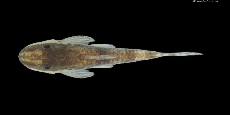 Curculionichthys itaim