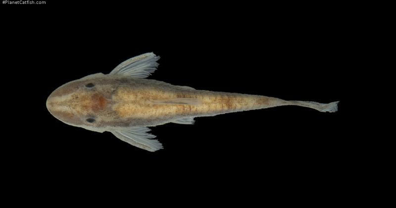 Curculionichthys tukana
