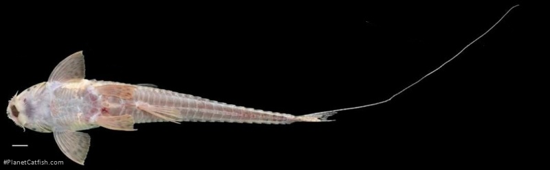 Dasyloricaria filamentosa