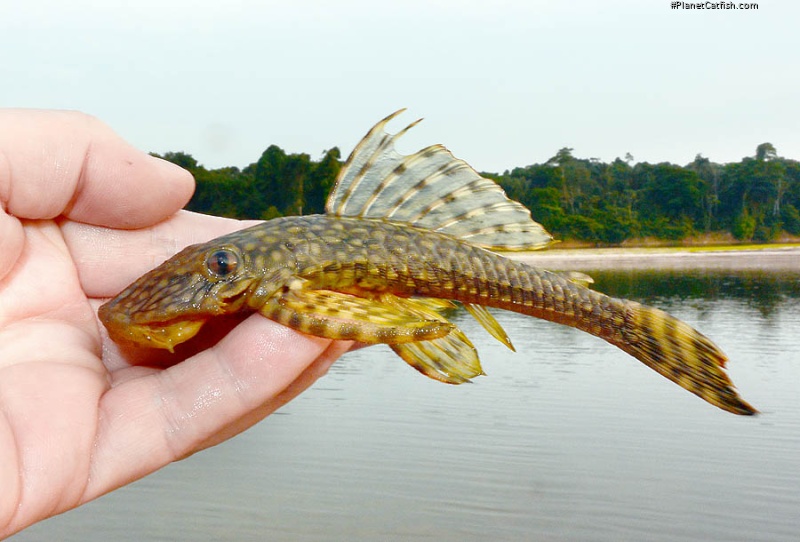 Dekeyseria amazonica