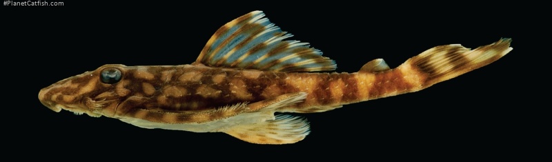 Dekeyseria picta