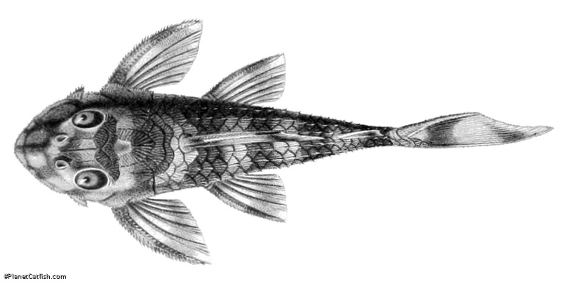 Dekeyseria picta