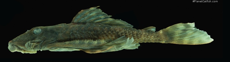 Dekeyseria picta